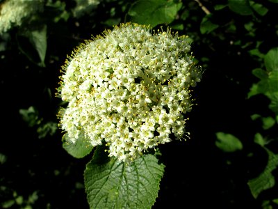 Wolliger Schneeball (Viburnum lantana) in Alt-Saarbrücken