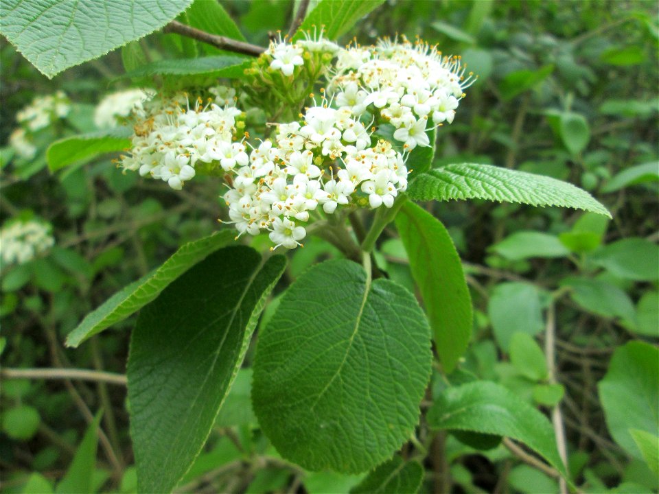 Wolliger Schneeball (Viburnum lantana) in den Horststückern im Landschaftsschutzgebiet „Hockenheimer Rheinbogen“