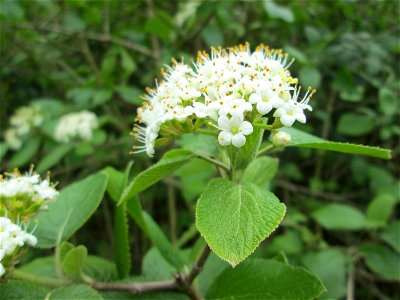 Wolliger Schneeball (Viburnum lantana) in den Horststückern im Landschaftsschutzgebiet „Hockenheimer Rheinbogen“