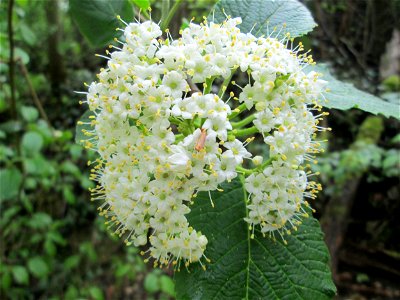 Wolliger Schneeball (Viburnum lantana) im Deutschmühlental in Alt-Saarbrücken