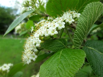 Wolliger Schneeball (Viburnum lantana) in den Horststückern im Landschaftsschutzgebiet „Hockenheimer Rheinbogen“
