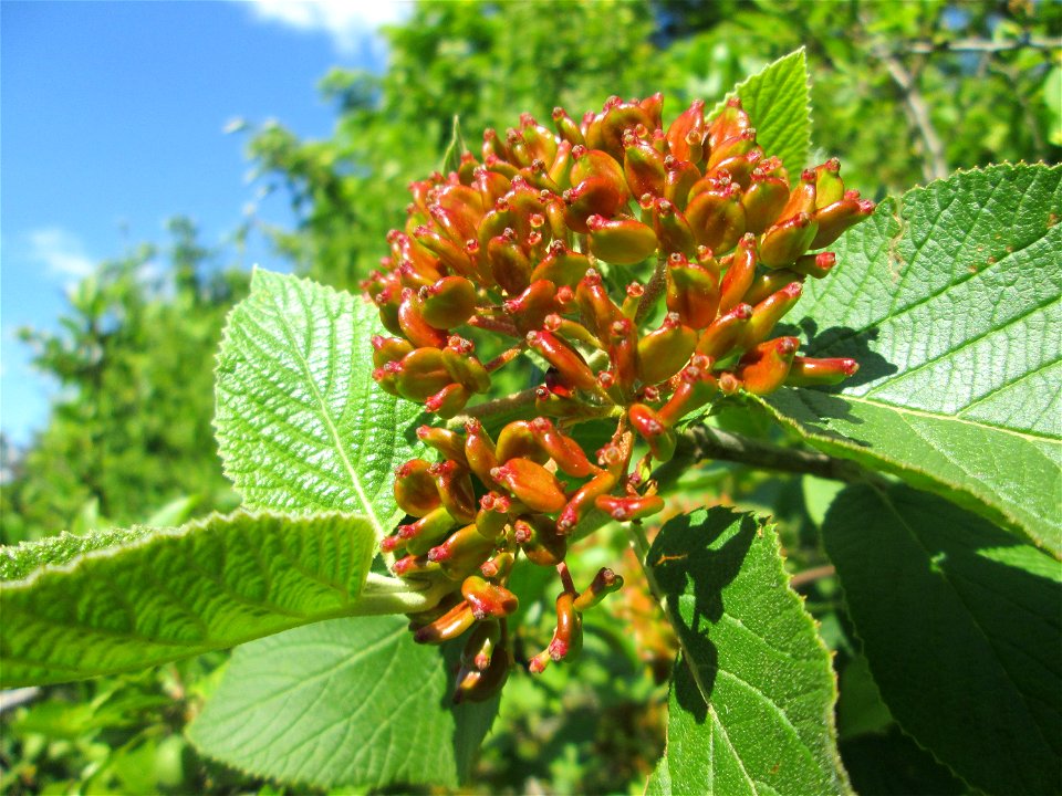 Wolliger Schneeball (Viburnum lantana) in Hockenheim