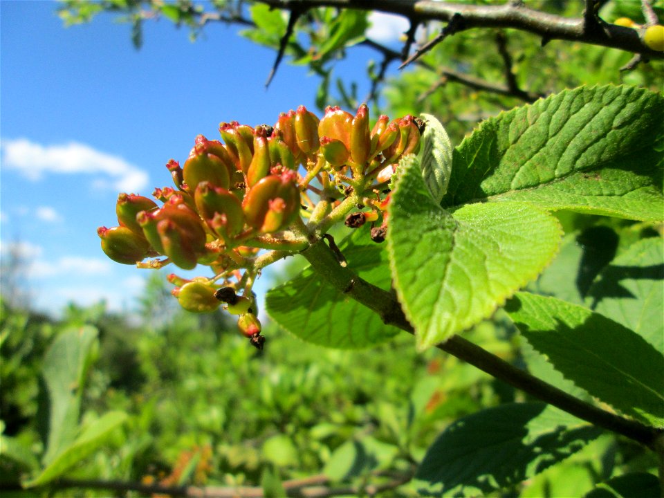 Wolliger Schneeball (Viburnum lantana) in Hockenheim
