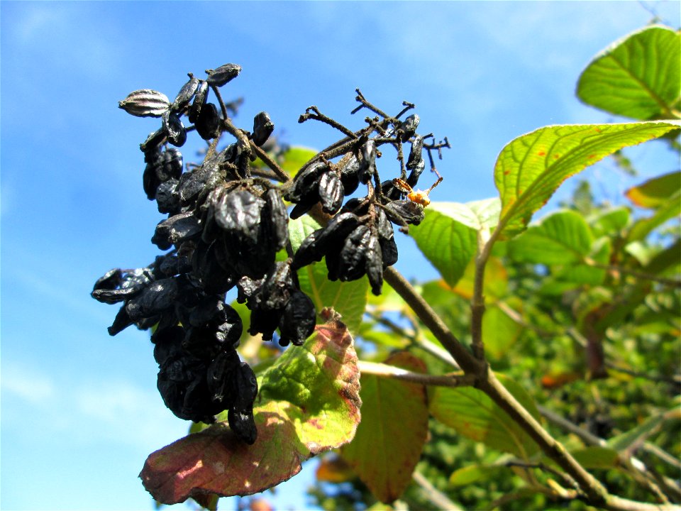 Wolliger Schneeball (Viburnum lantana) am Osthafen Saarbrücken