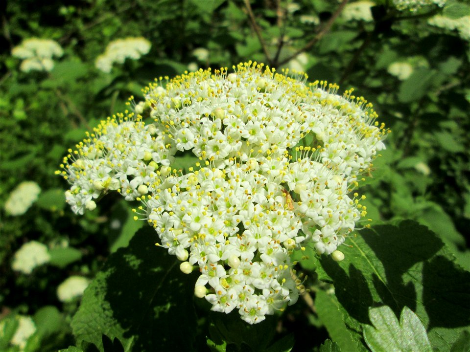 Wolliger Schneeball (Viburnum lantana) in Saarbrücken