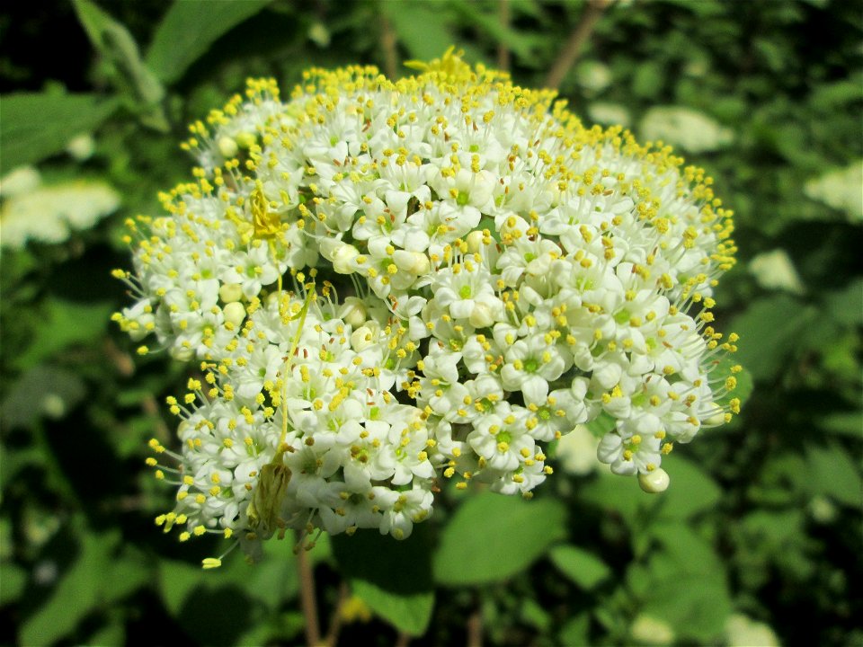 Wolliger Schneeball (Viburnum lantana) in Saarbrücken