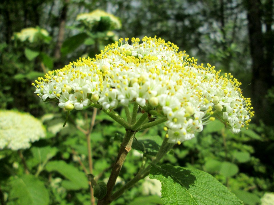 Wolliger Schneeball (Viburnum lantana) in Saarbrücken