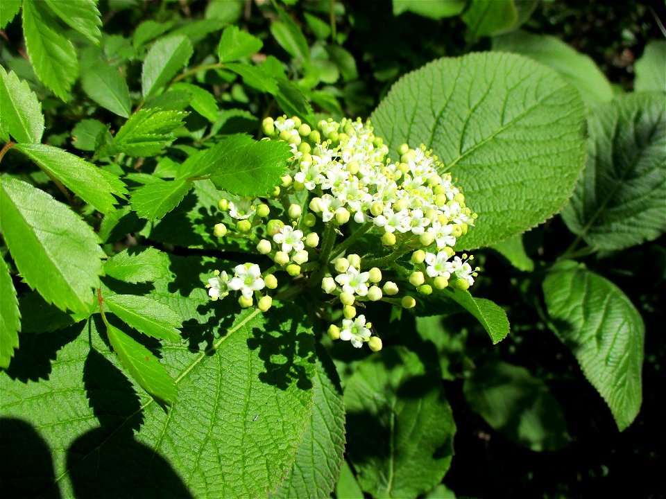 Wolliger Schneeball (Viburnum lantana) im Naturschutzgebiet „St. Arnualer Wiesen“
