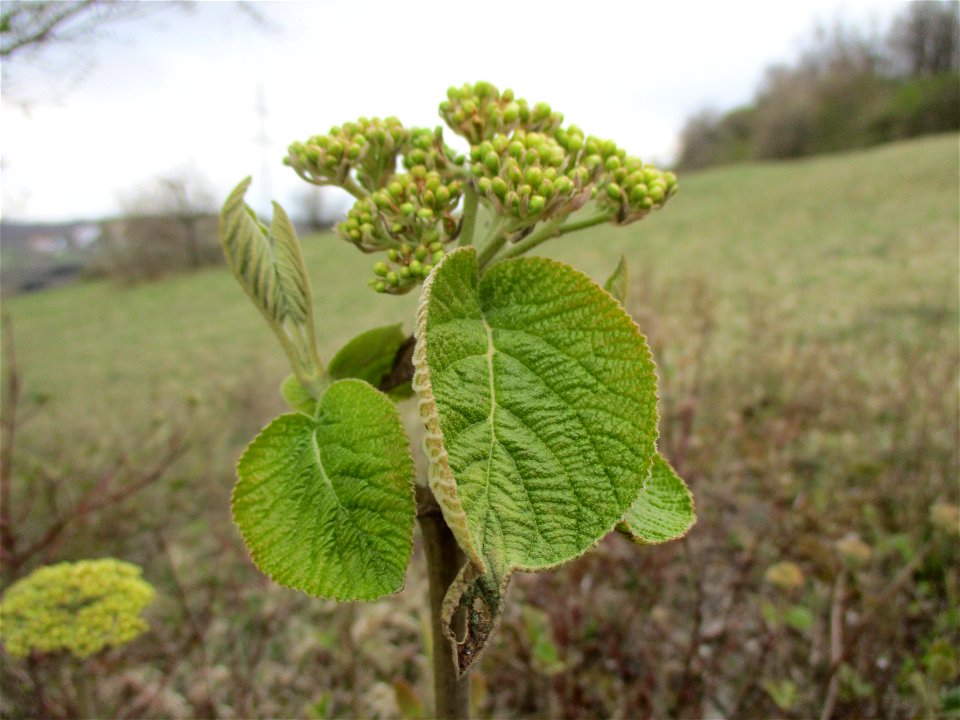 Wolliger Schneeball (Viburnum lantana) im Naturschutzgebiet „Birzberg, Honigsack/Kappelberghang“