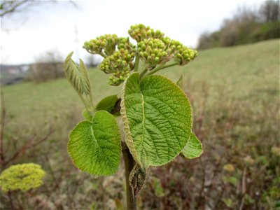 Wolliger Schneeball (Viburnum lantana) im Naturschutzgebiet „Birzberg, Honigsack/Kappelberghang“