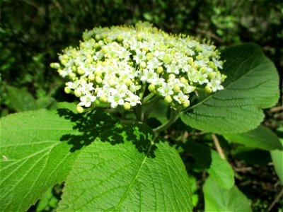 Wolliger Schneeball (Viburnum lantana) im Naturschutzgebiet „St. Arnualer Wiesen“