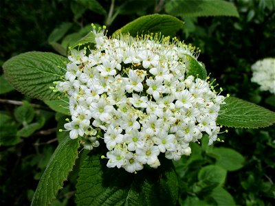 Wolliger Schneeball (Viburnum lantana) im Naturschutzgebiet „St. Arnualer Wiesen“