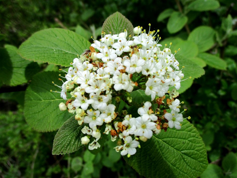 Wolliger Schneeball (Viburnum lantana) im Naturschutzgebiet „St. Arnualer Wiesen“