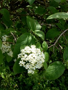 Viburnum lantana - leaves and flowers