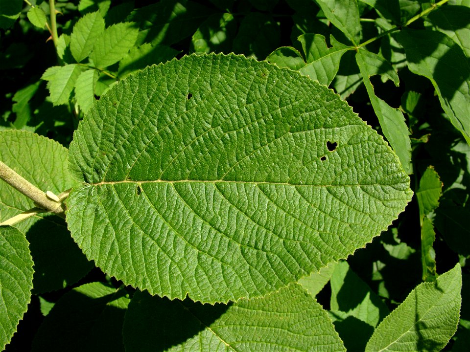 Viburnum lantana (Adoxaceae). Val-de-Ruz, NE, Switzerland.