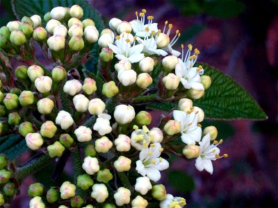 Viburnum lantana Flowers close up Dehesa Boyal de Puertollano, Spain photo