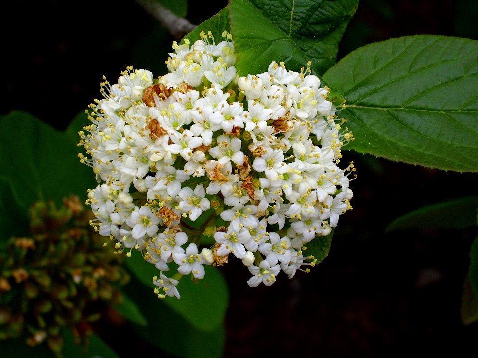 Viburnum lantana close up, Dehesa Boyal de Puertollano, Spain