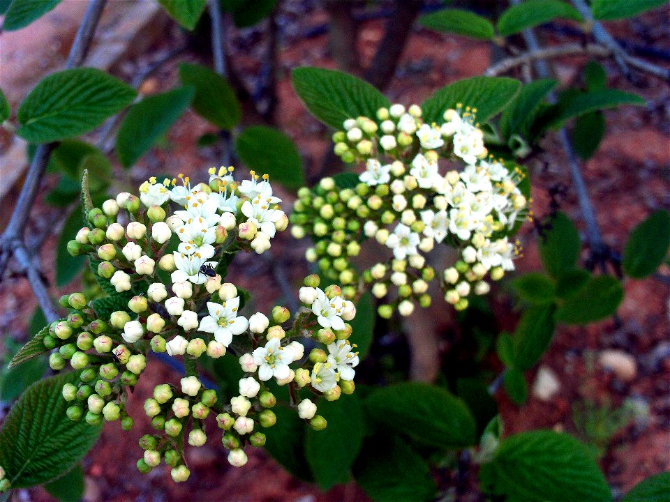 Viburnum lantana Flowers close up  Dehesa Boyal de Puertollano, Spain