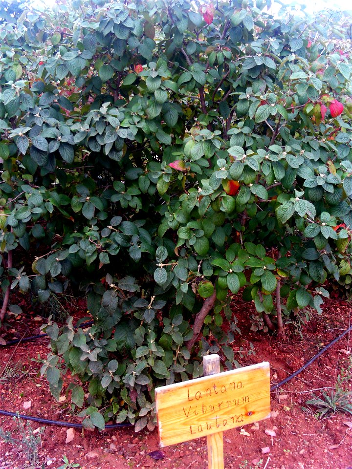 Viburnum lantana plant Dehesa Boyal de Puertollano, Spain