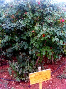 Viburnum lantana plant Dehesa Boyal de Puertollano, Spain photo