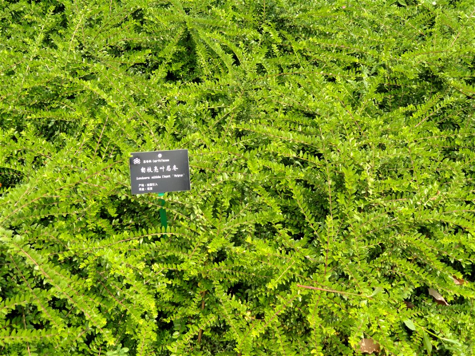 Plant specimen in the Kunming Botanical Garden, Kunming, Yunnan, China.