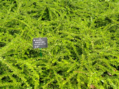 Plant specimen in the Kunming Botanical Garden, Kunming, Yunnan, China.