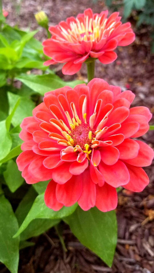 Blossom summer plant