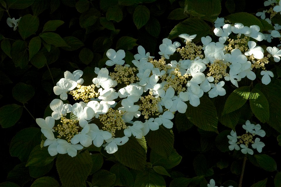 Viburnum plicatum 'Mariesii' (photo taken in Belgium)