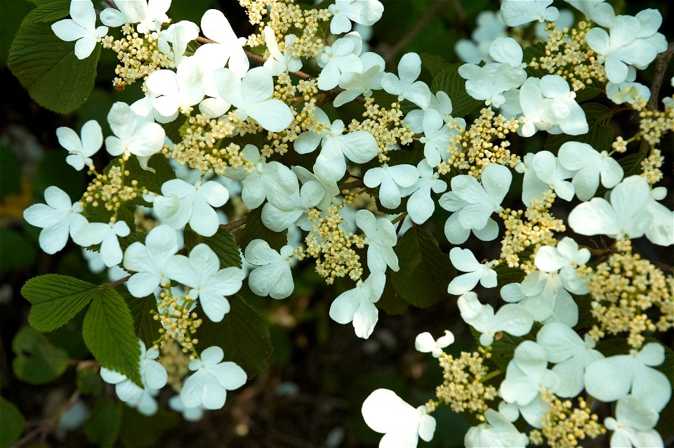 Viburnum plicatum 'Mariesii' (photo taken in Belgium)