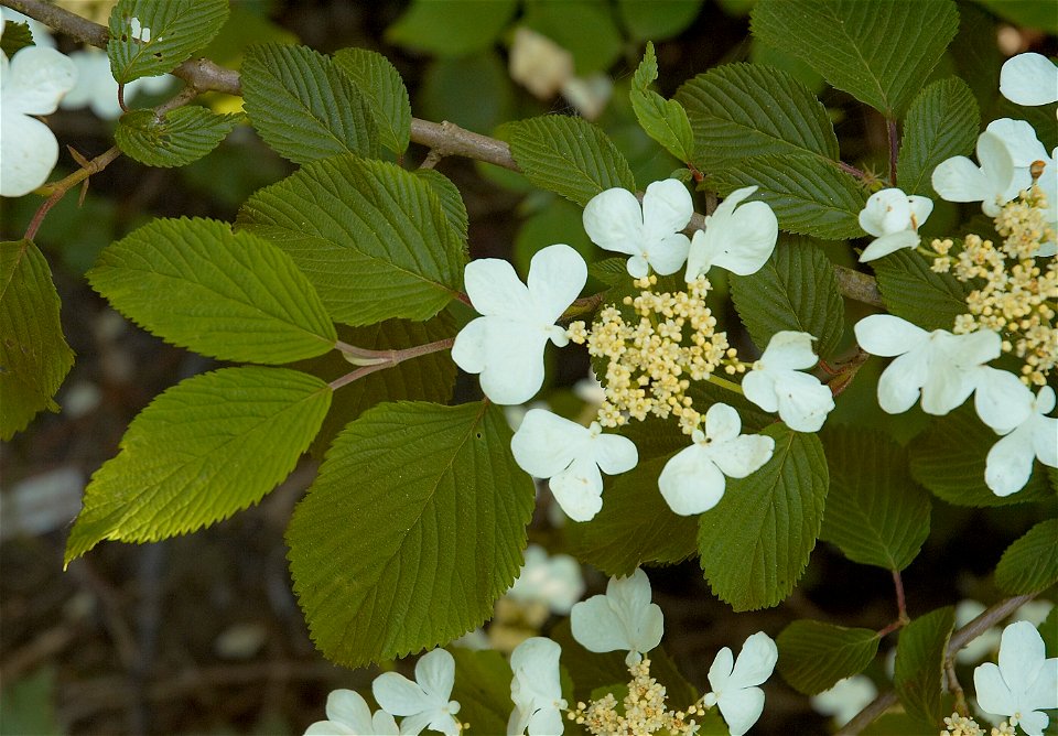 Viburnum plicatum 'Mariesii' (photo taken in Belgium)