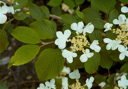 Viburnum plicatum 'Mariesii' (photo taken in Belgium)