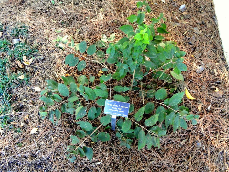 Viburnum plicatum f. tomentosum specimen in the J. C. Raulston Arboretum (North Carolina State University), 4415 Beryl Road, Raleigh, North Carolina, USA.