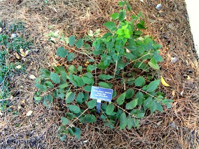 Viburnum plicatum f. tomentosum specimen in the J. C. Raulston Arboretum (North Carolina State University), 4415 Beryl Road, Raleigh, North Carolina, USA. photo