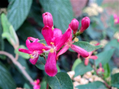 Tataren-Heckenkirsche (Lonicera tatarica) am Staden (Saarbrücken)