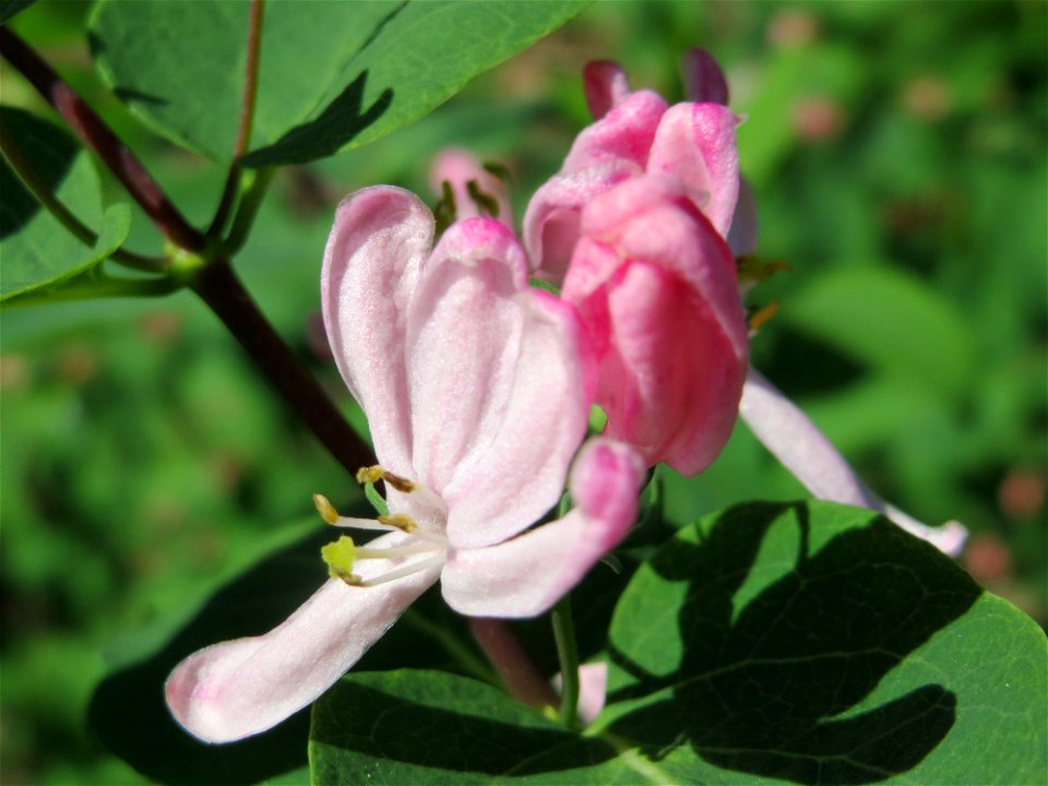Tataren-Heckenkirsche (Lonicera tatarica) im Hockenheimer Rheinbogen
