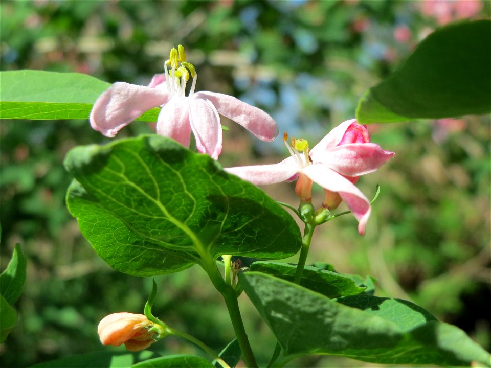 Tataren-Heckenkirsche (Lonicera tatarica) im Hockenheimer Rheinbogen