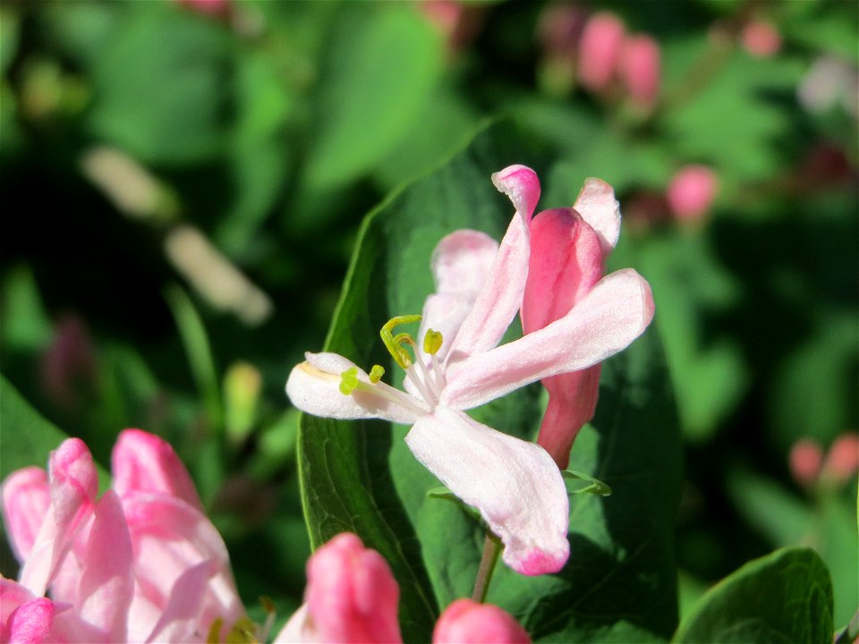 Tataren-Heckenkirsche (Lonicera tatarica) im Hockenheimer Rheinbogen