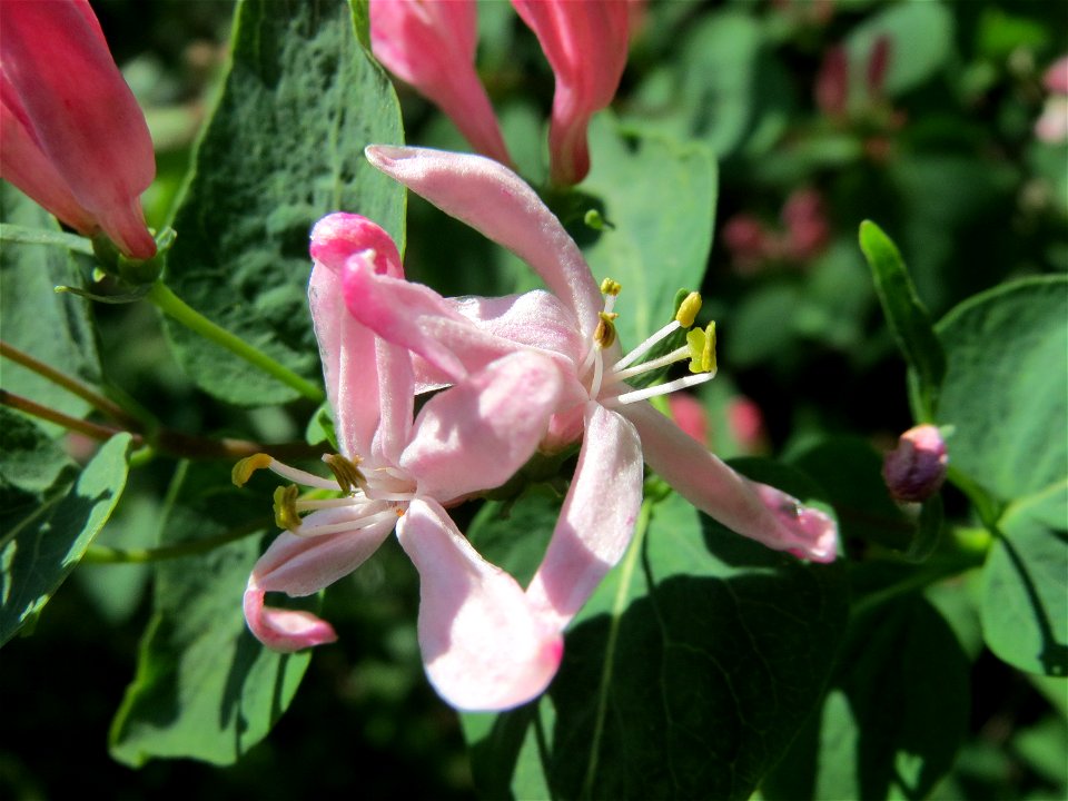 Tataren-Heckenkirsche (Lonicera tatarica) im Hockenheimer Rheinbogen