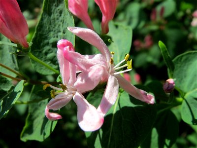 Tataren-Heckenkirsche (Lonicera tatarica) im Hockenheimer Rheinbogen