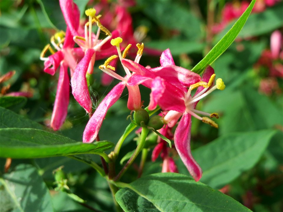 Tataren-Heckenkirsche (Lonicera tatarica) im Bürgerpark Saarbrücken