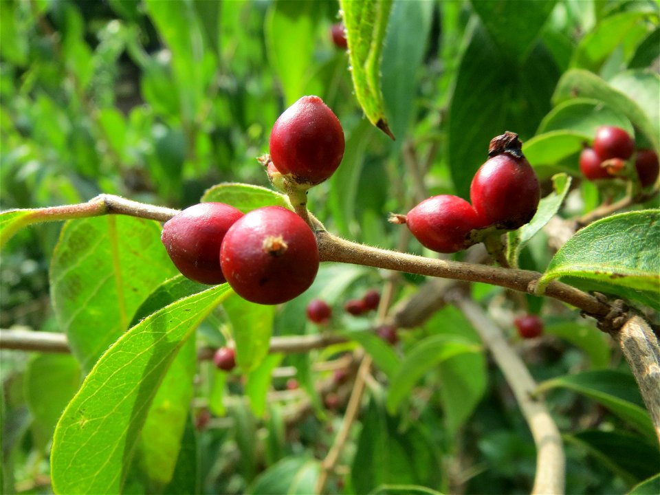 Tataren-Heckenkirsche (Lonicera tatarica) am Staden in Saarbrücken