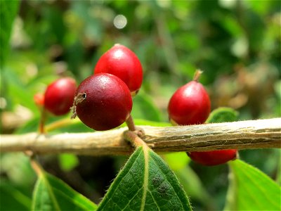 Tataren-Heckenkirsche (Lonicera tatarica) am Staden in Saarbrücken