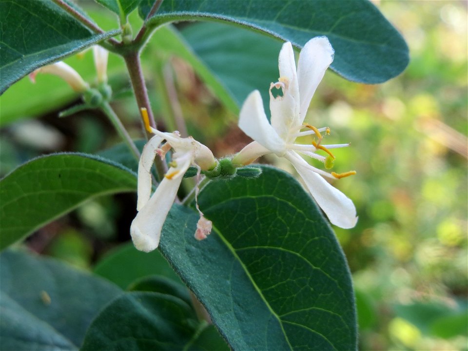 Eine Tataren-Heckenkirsche (Lonicera tatarica) in Hockenheim, die zum zweiten mal blüht!