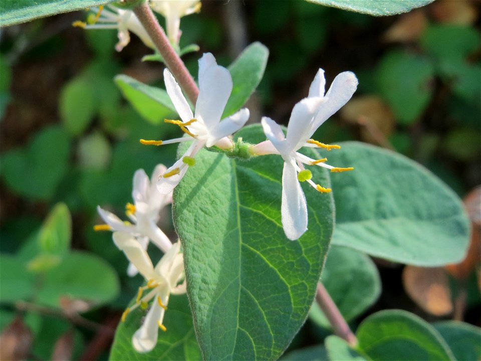 Eine Tataren-Heckenkirsche (Lonicera tatarica) in Hockenheim, die zum zweiten mal blüht!