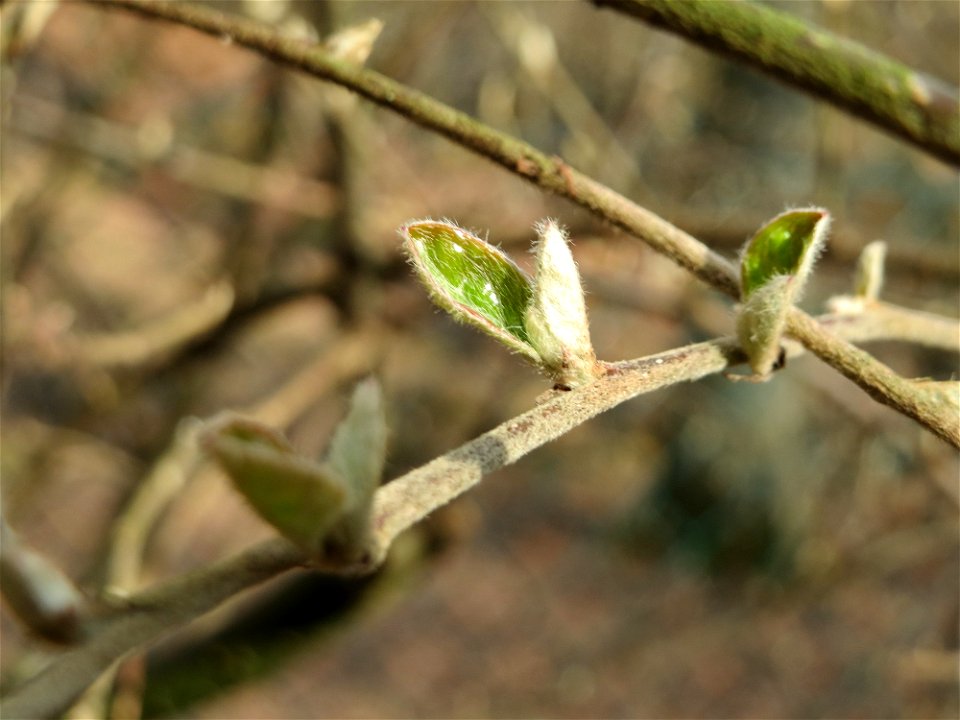 Tataren-Heckenkirsche (Lonicera tatarica) am Meerwiesertalweg in Saarbrücken