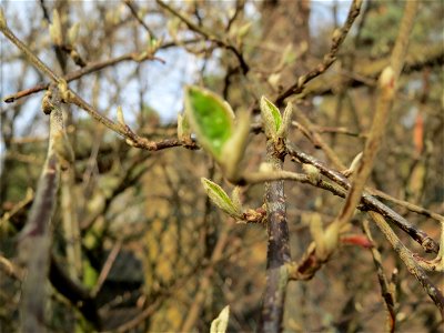 Tataren-Heckenkirsche (Lonicera tatarica) am Meerwiesertalweg in Saarbrücken