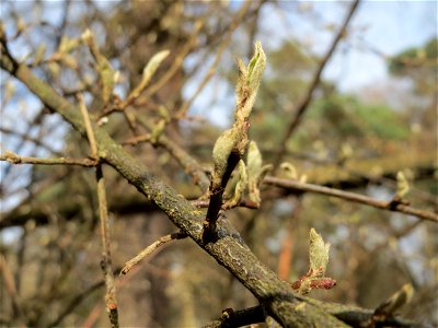 Tataren-Heckenkirsche (Lonicera tatarica) am Meerwiesertalweg in Saarbrücken