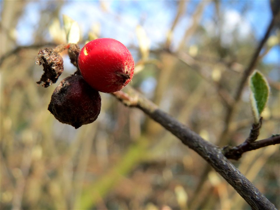 Tataren-Heckenkirsche (Lonicera tatarica) am Meerwiesertalweg in Saarbrücken