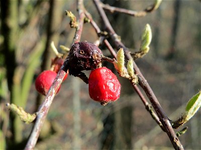Tataren-Heckenkirsche (Lonicera tatarica) am Meerwiesertalweg in Saarbrücken