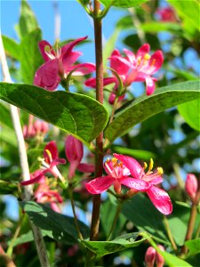 Tataren-Heckenkirsche (Lonicera tatarica) im Landschaftsschutzgebiet „Tabakmühlental - Oberster Weiher“ im Almet in Sankt Arnual